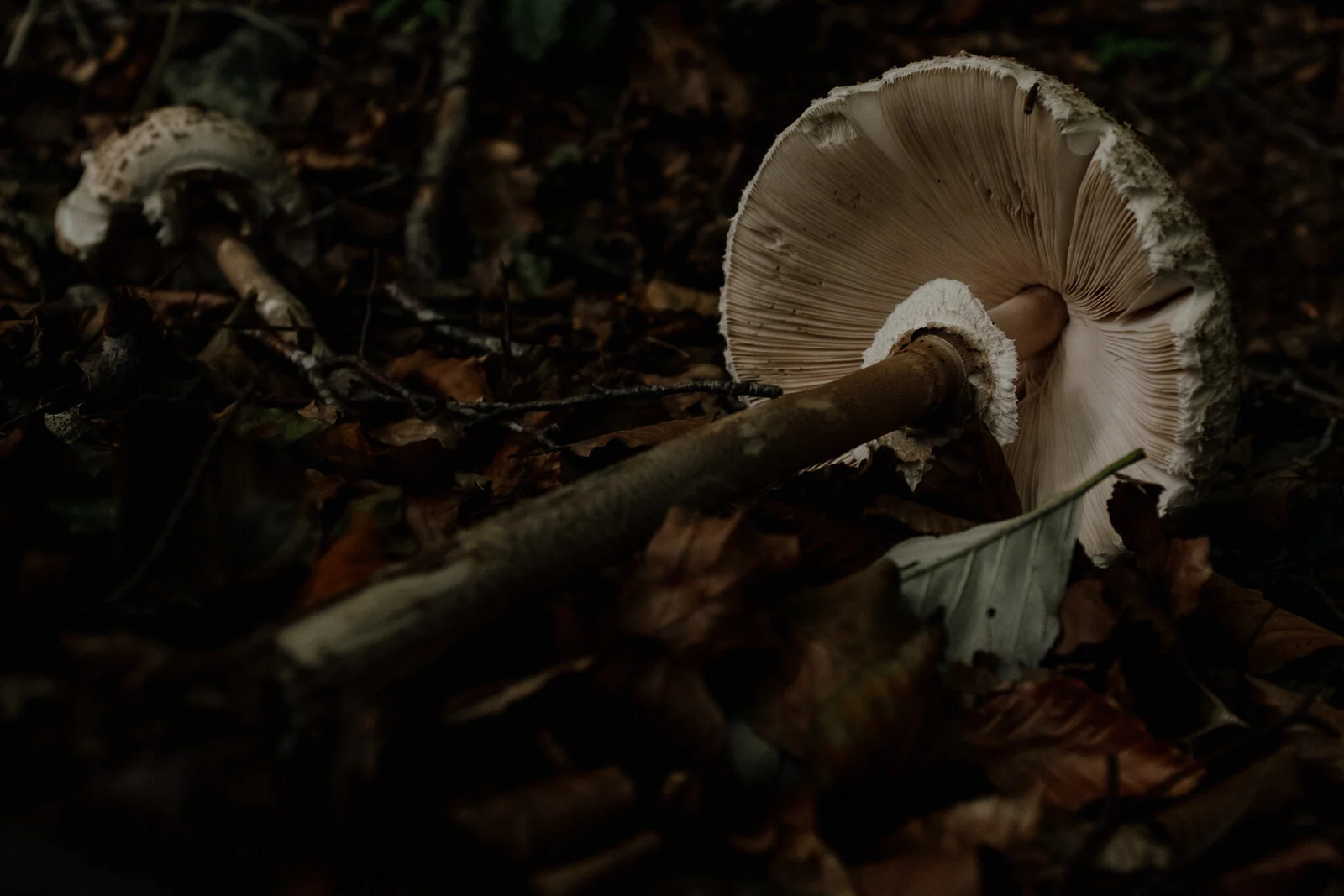 DSCF2710.jpg