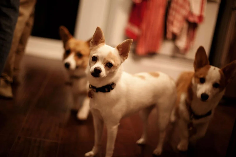 044_dogs_steh.jpg