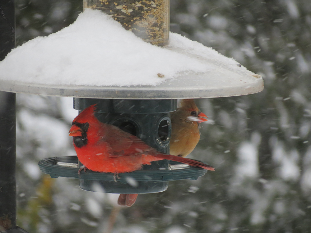 Squirrel Buster Plus (Weather Guard Sold Separately)