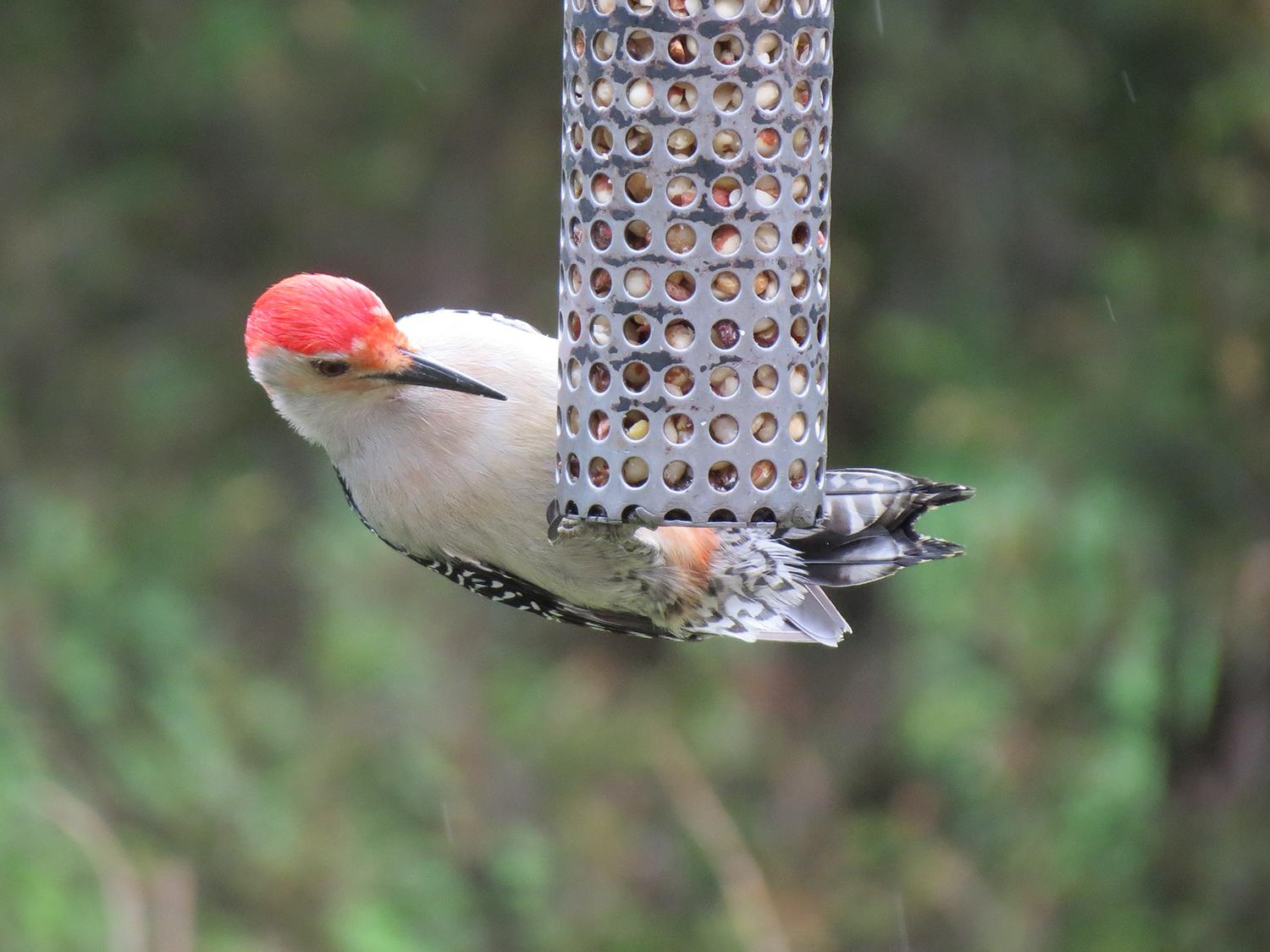 Bird Feeders Hyde Park Feed Country Store