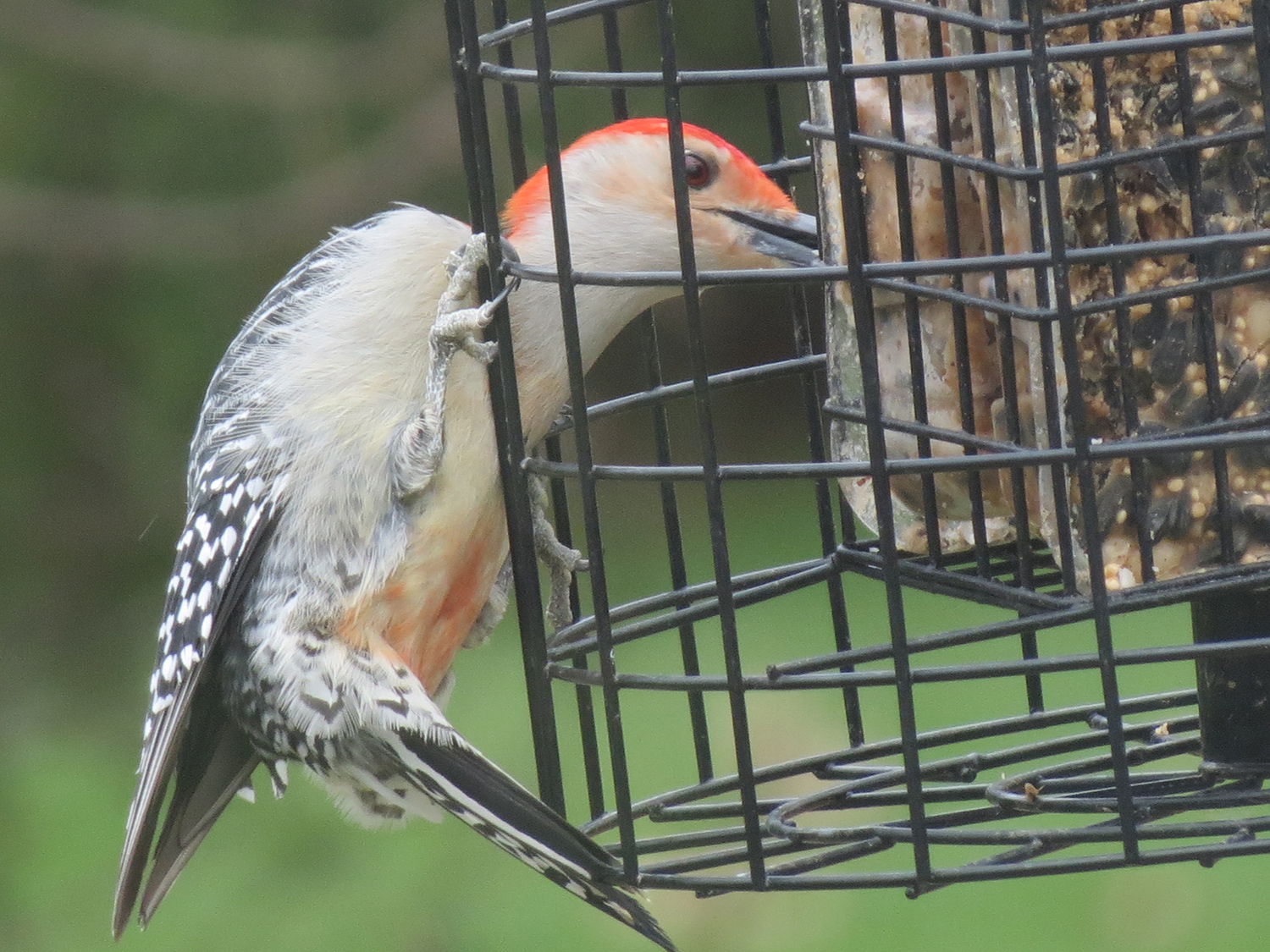 Bird Feeders Hyde Park Feed Country Store