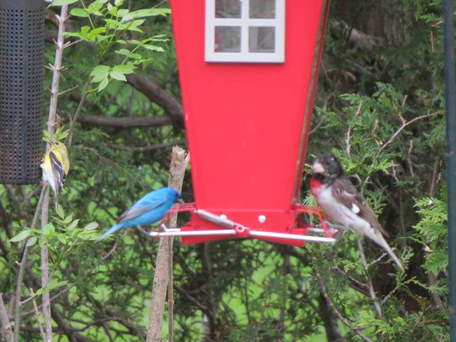 Indigo Bunting "sharing" with a Rose-breasted Grosbeak.