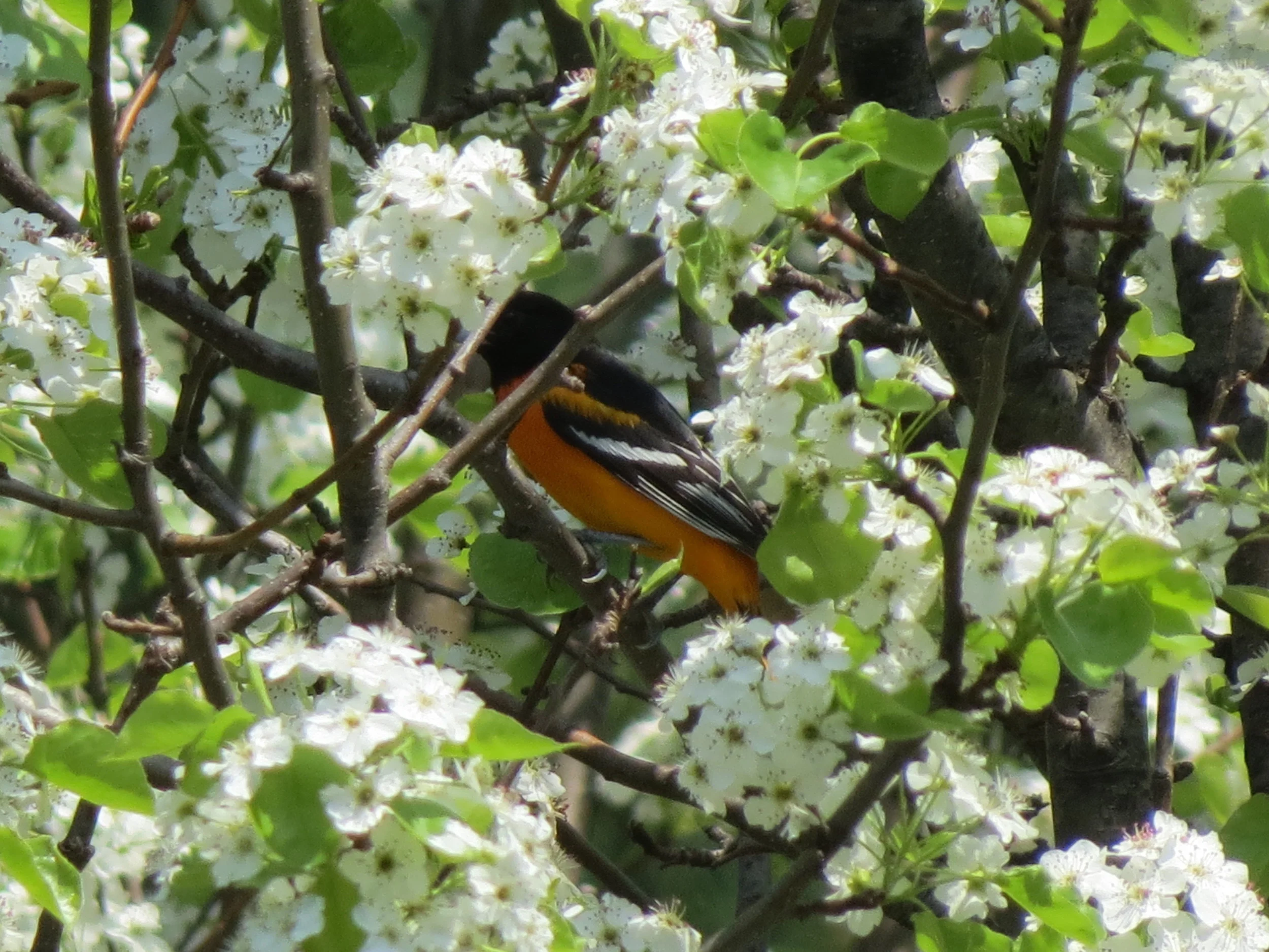 Baltimore Oriole in the Bradford Pear Tree!