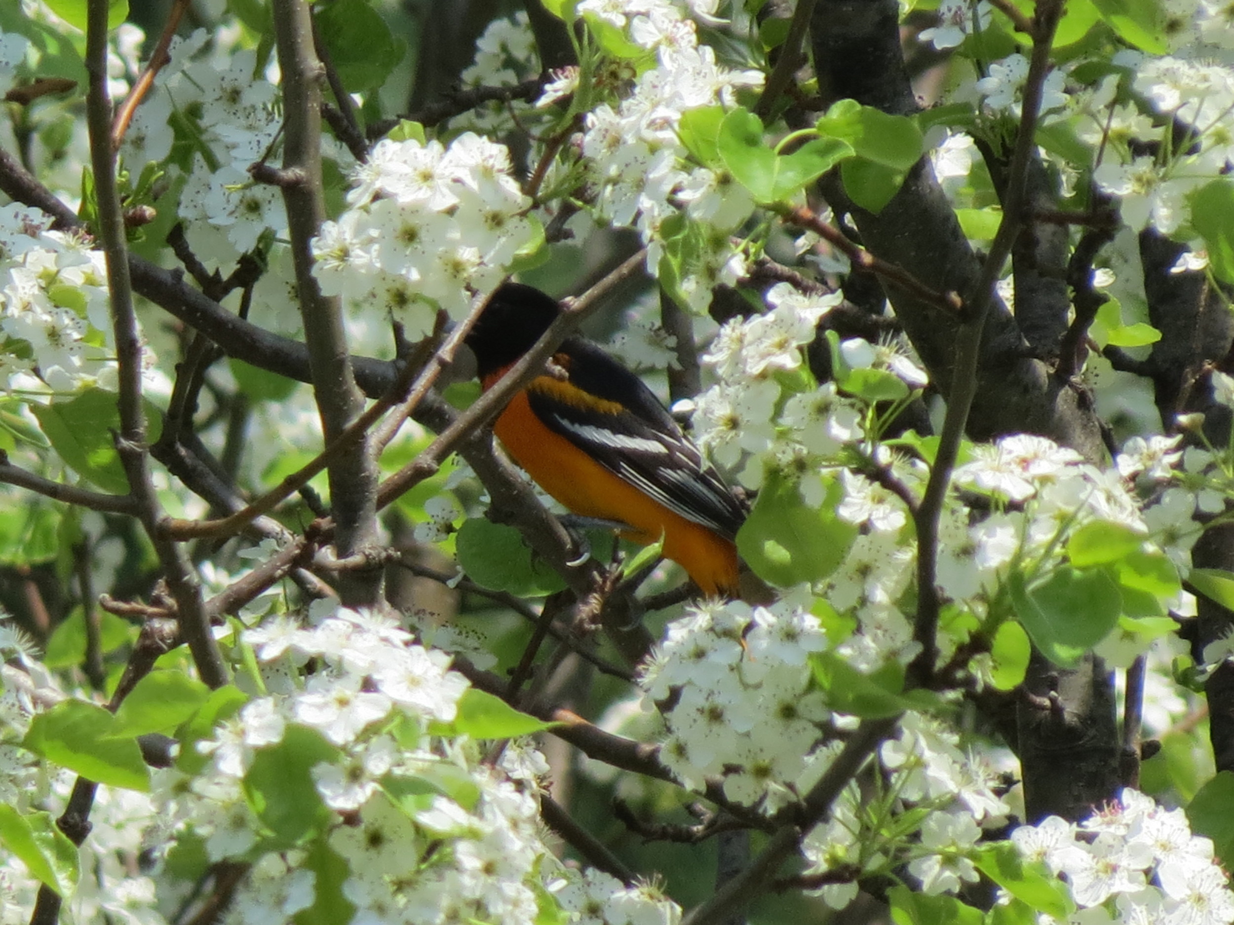 Baltimore Oriole in the Bradford Pear Tree!