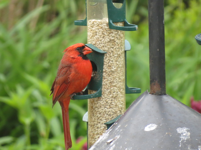 Northern Cardinal feeding from a tube feeder filled with Safflower Seed!!