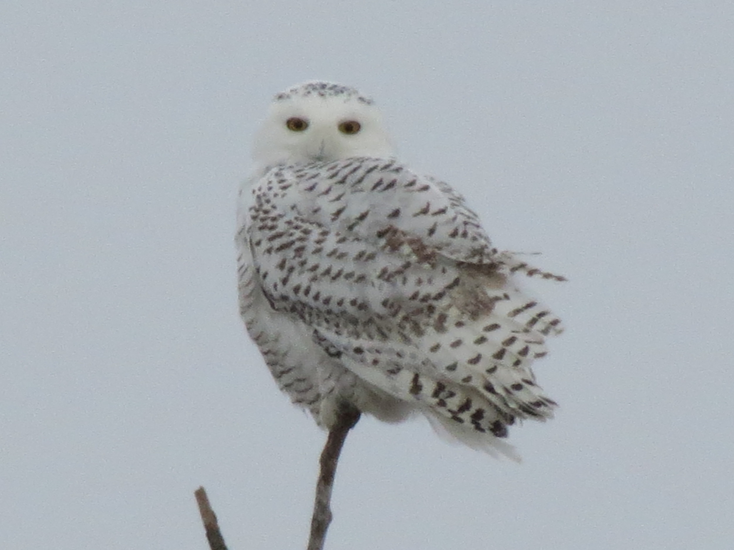Snowy Owl