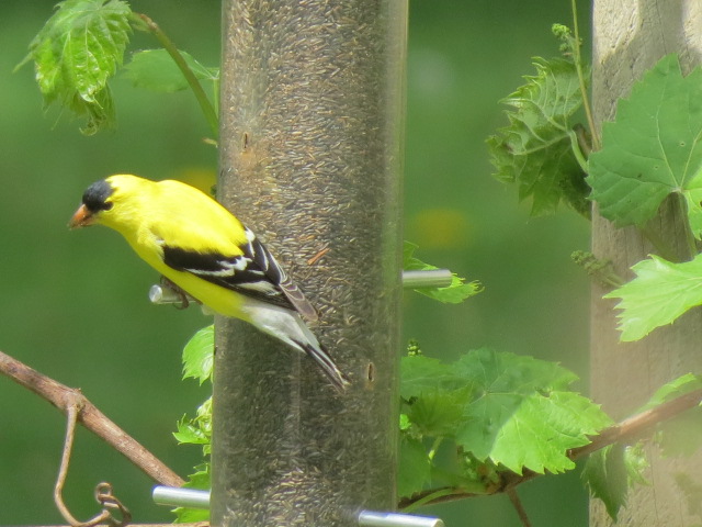 Male Goldfinch getting his fill of nyjer seed from a Droll Yankees feeder!