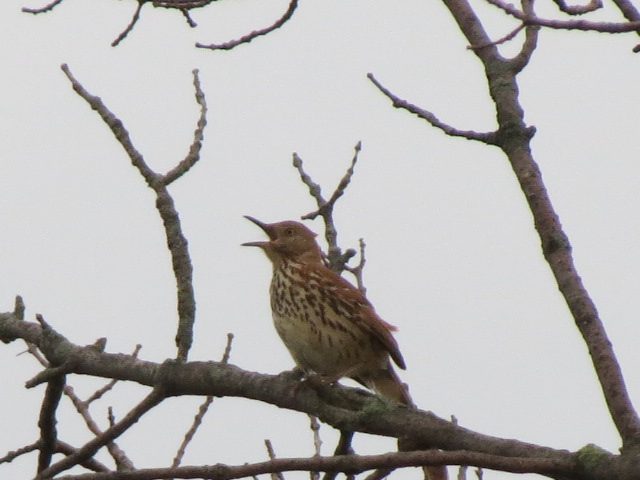 Brown Thrasher high in the tree tops!