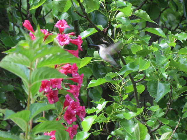 Hummingbird in the Bristol Ruby Weigela!
