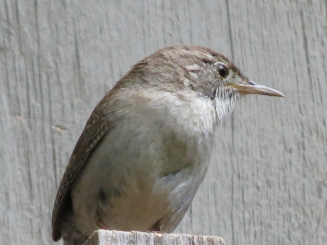 Wren on a birdhouse roof top!