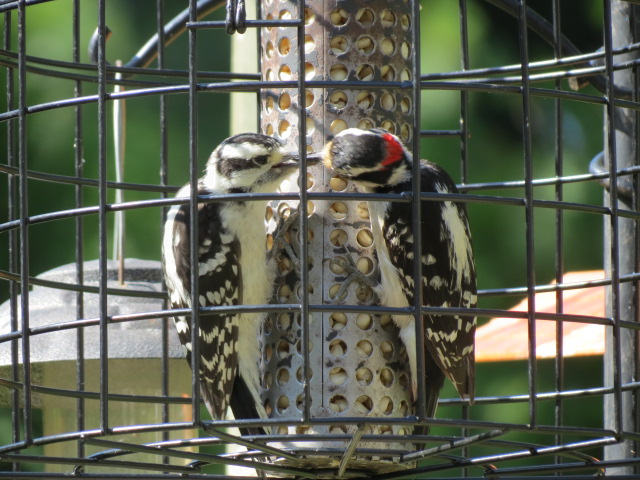 Downy Woodpeckers ~ Learning & Enjoying!!