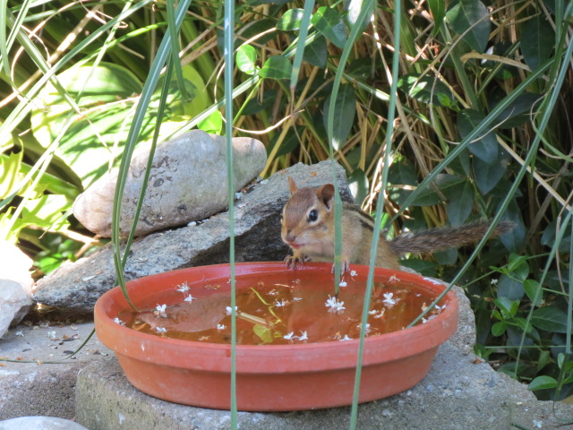Chippy Drink