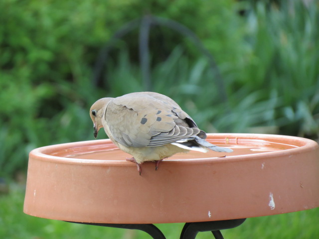 Mourning Dove at the bird bath