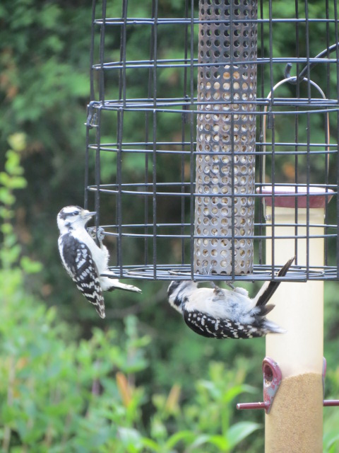 Hairy Woodpecker clinging to the bottom...Downy Woodpecker clinging to the side!