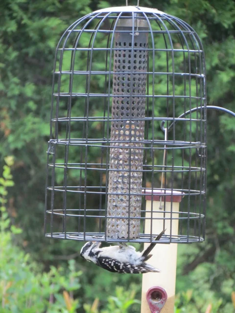 Full view of the cage with Hairy Woodpecker