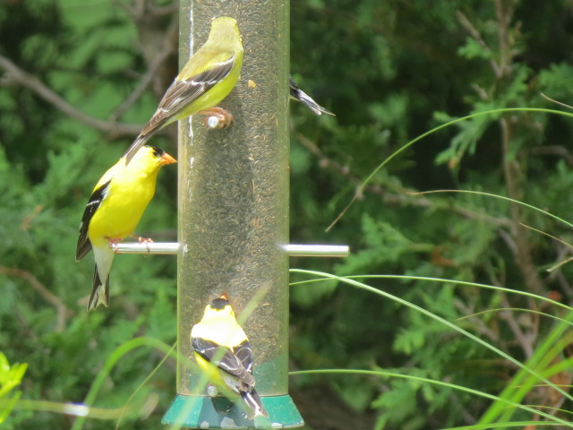 Goldfinches love the Nyjer in the Drolls Y ankees Feeder