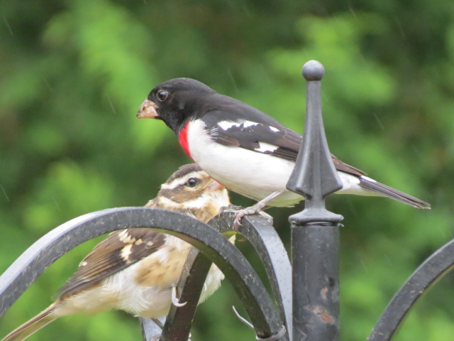Rose-breasted Grosbeaks ~ "Pop" with "Jr"