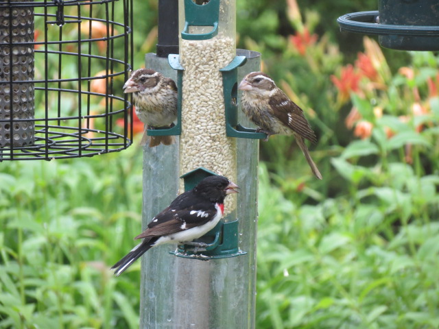 Rose-breasted Grosbeaks