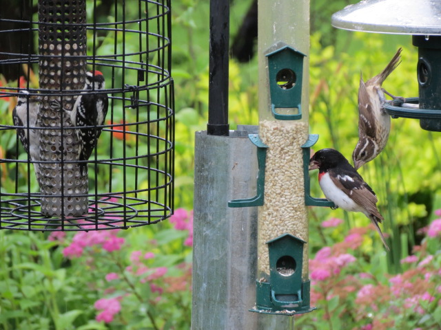Fun at the feeders with the Downys & Grosbeaks