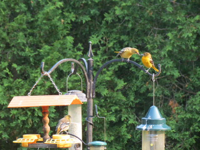 Three! Baltimore Orioles!!
