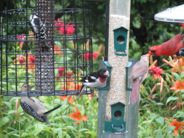 Red-bellied Woodpecker & Downy Woodpecker lovin' the peanuts; Rose-breasted Grosbeak lovin' the safflower; Mr & Mrs Cardinal lovin' each other ~ Priceless!