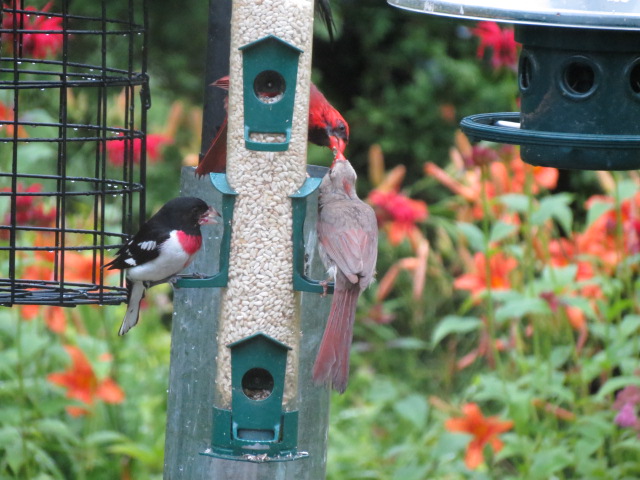 More Cardinal love on the Safflower Feeder