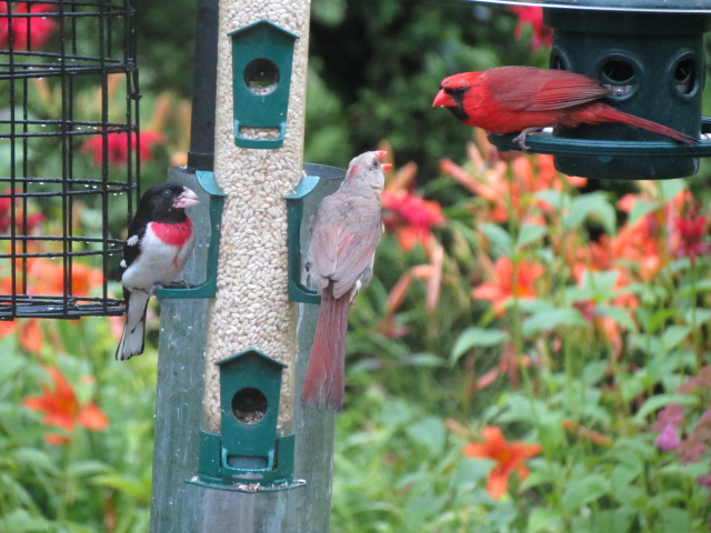 Mrs Cardinal ready for more sharing from Mr Cardinal