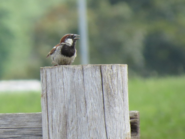 House Sparrow at the store front as cyclists passed by!