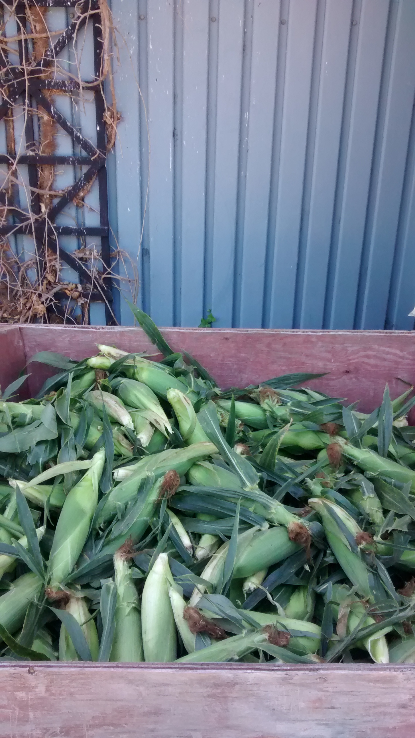 SWEET CORN IS HERE....SWEET CORN IS HERE!! We tried some last night...........mmmmmm, so sweet & delicious....the best we've tasted!!