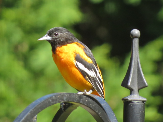 Baltimore Oriole - Lovin' that grape jelly!