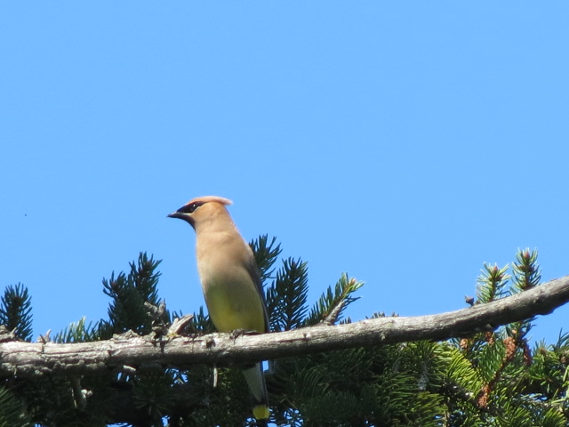 Cedar Waxwing posing just for us....in the old pine tree!