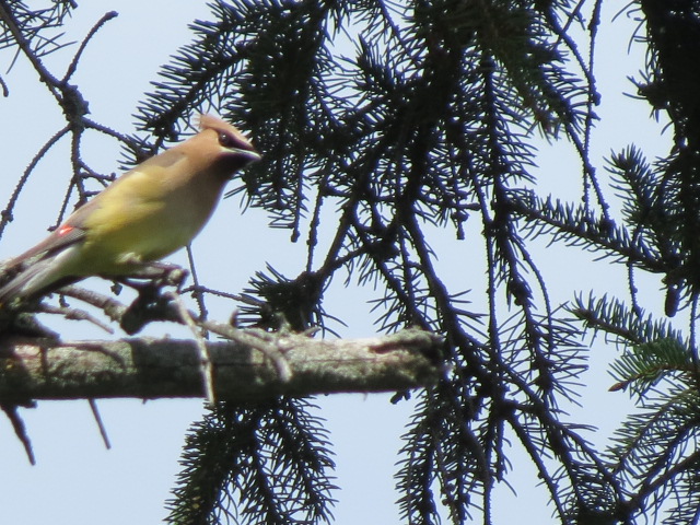 A second shot of the Cedar Waxwing in the pine tree...they really are stunning birds!!