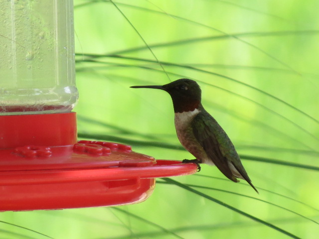 "Posing" at a favourite feeder!