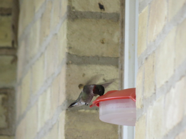 One of many visits during the day to our window nectar feeder!