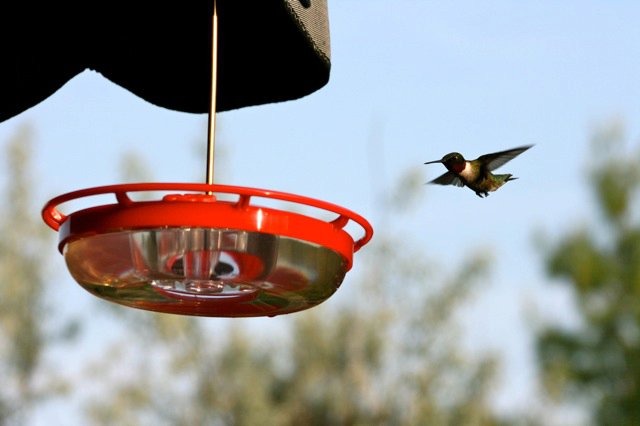 A pic from a few years back with thanks to customer Carolyn!