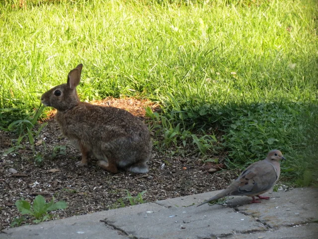 Adult & Mourning Dove lending a hand