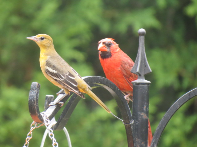 Beautiful Baltimore Oriole & Northern Cardinal