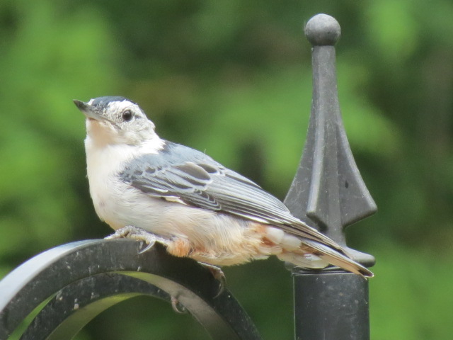 Adorable White-breasted Nuthatch