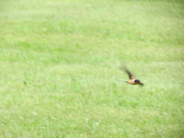 Another species at risk is the Barn Swallow