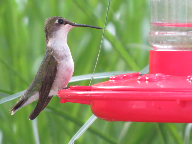Recent shot of Ruby-throated Hummingbird