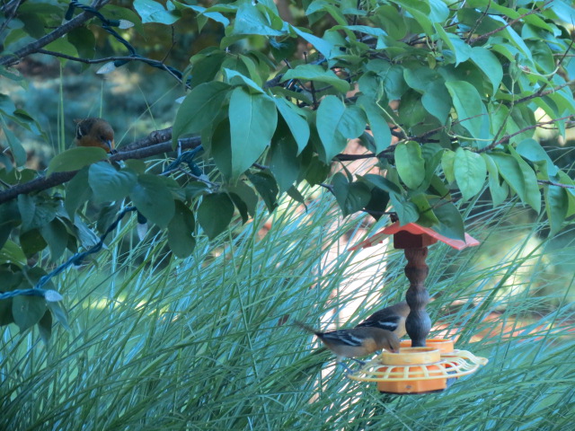Captured just moments ago - Two Orioles on the jelly feeder...One waiting on the branch!