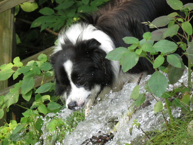 Border Collie lovin' the splashing water!!