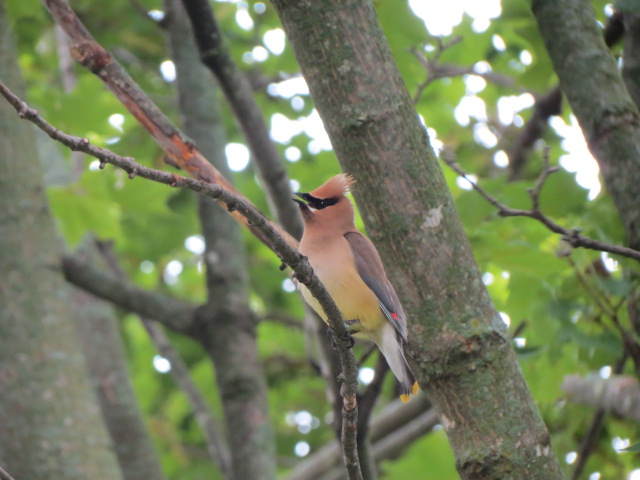 One of the gorgeous Cedar Waxwings observed this morning!