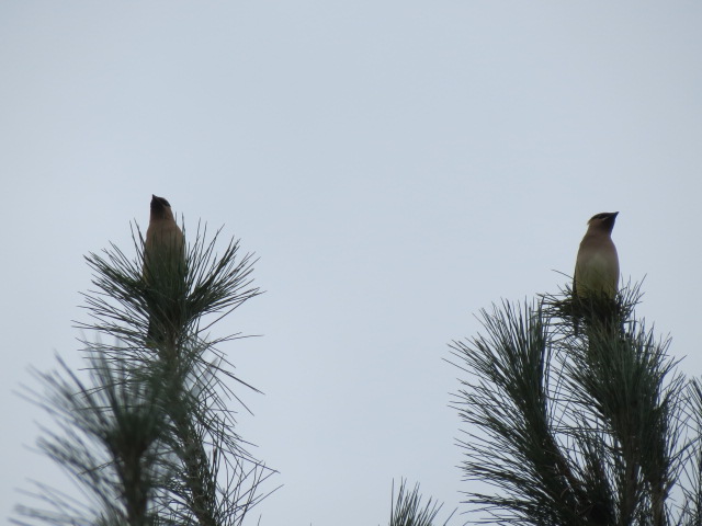 Two Cedar Waxwings in the top of the White Pine