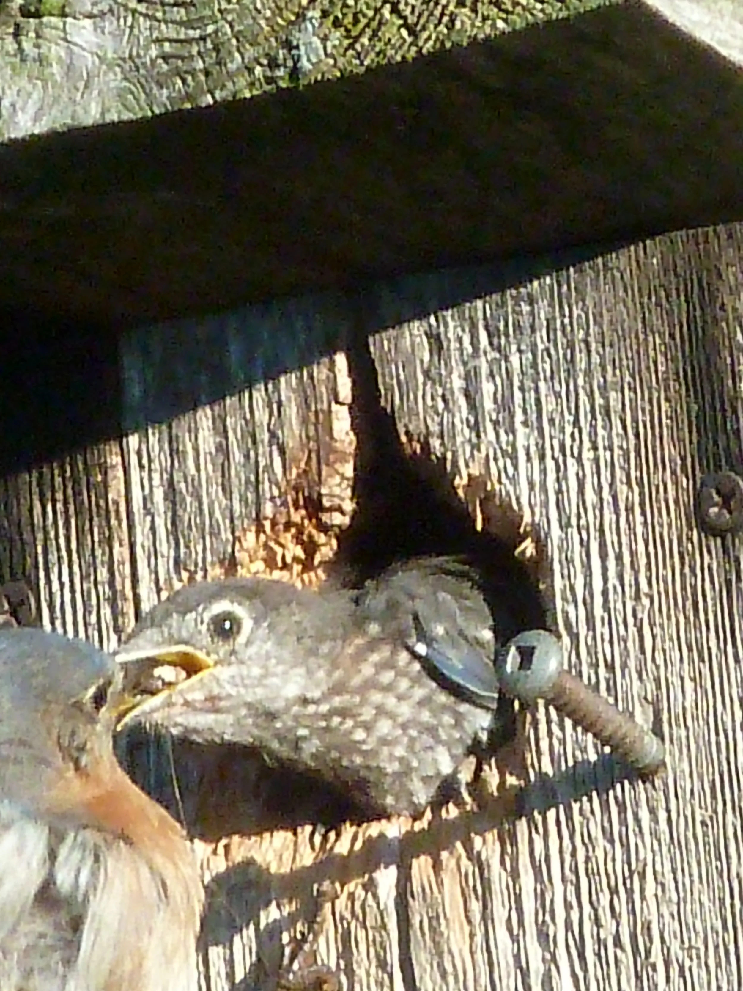 Feeding time in the Eastern Bluebird house!!
