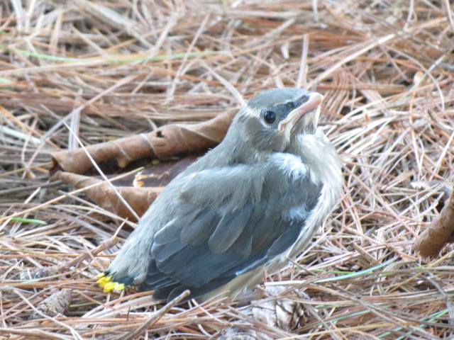 Cedar Waxwing 'captured' just over a week ago!!