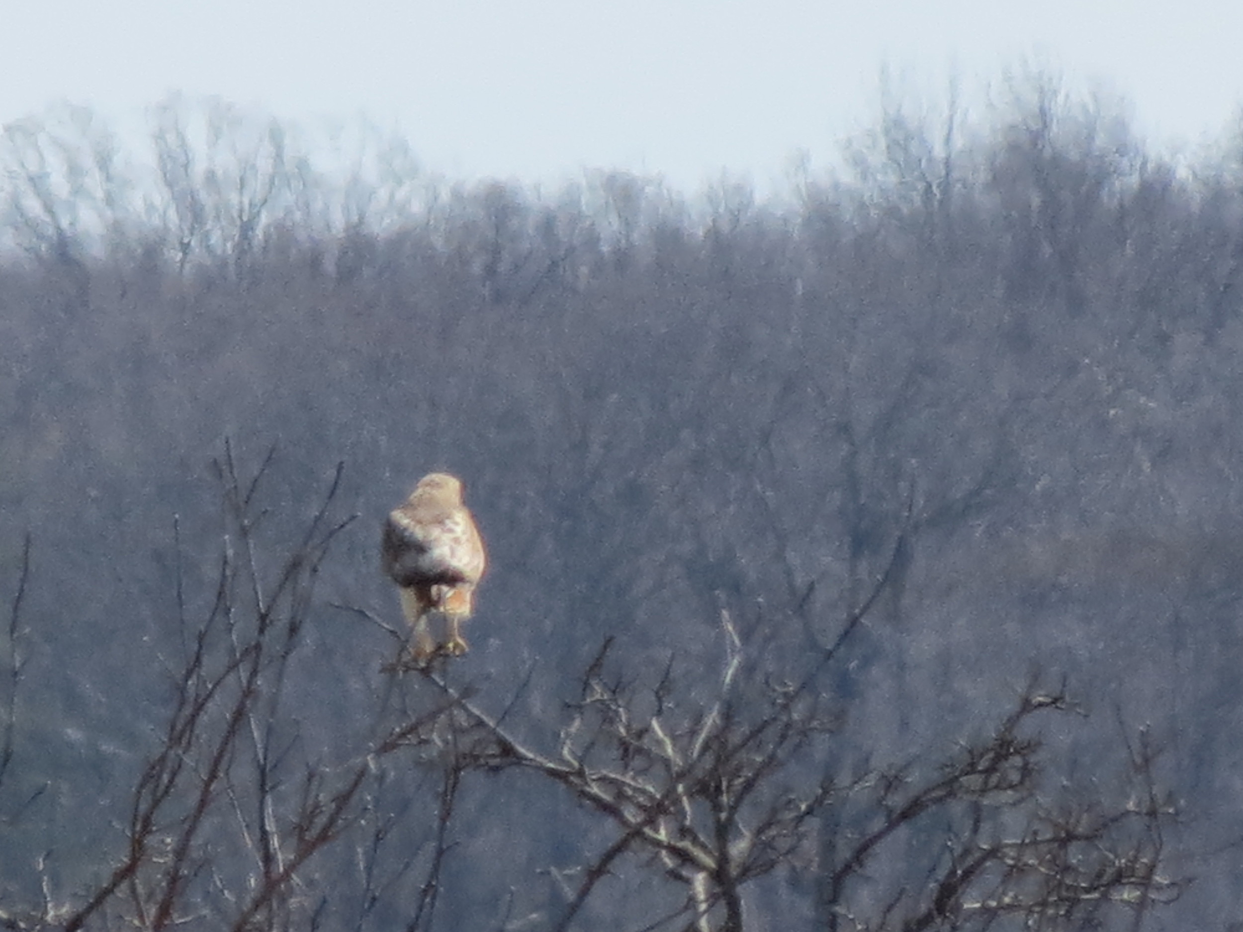 Red-tailed Hawk