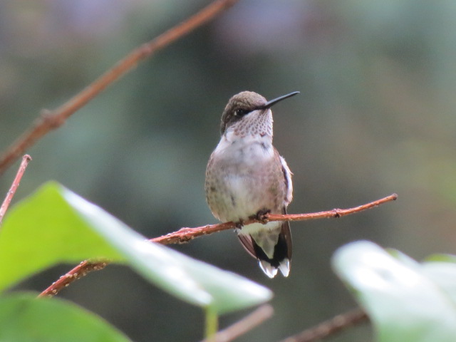 Adorable Ruby-throated Hummingbird ~ Thanks for posing!!