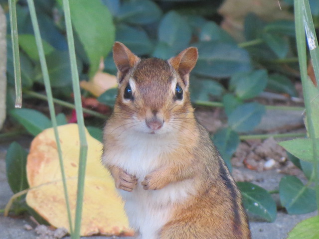 Chipmunk watching us!