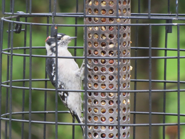 Downy Woodpecker lovin' the walnuts!!